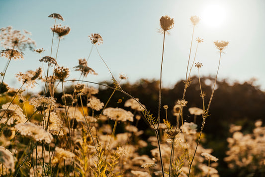 Innovations in Radiance: Exploring the Newest Skincare Ingredients